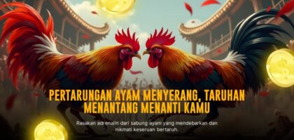 Mengenal Ayam Bangkok dalam Sabung Ayam SV388